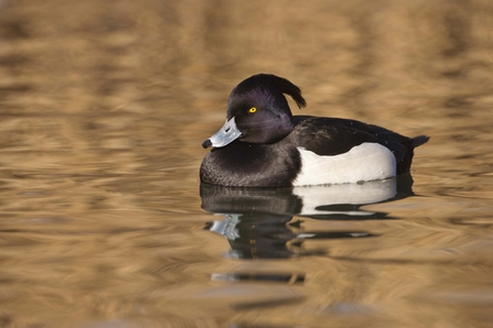 black and white diving duck