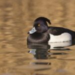 black and white diving duck