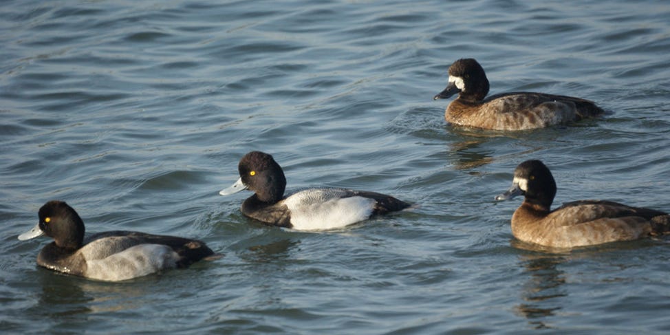 black and white diving duck