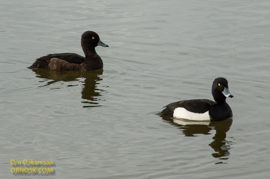 black and white diving duck